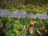 image of grave number 842395